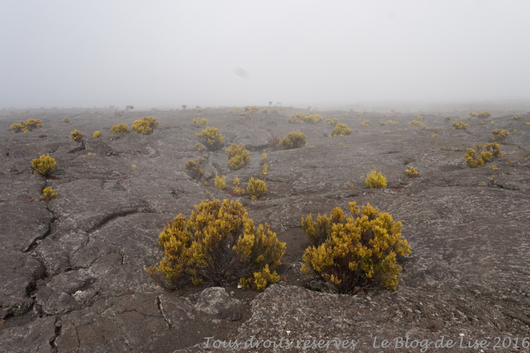 DSC02975_DxO
