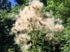 IMG_5172_DxO