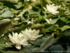 DSC03150_DxO_1