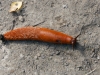 DSC03183_DxO