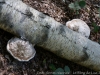 DSC03203_DxO