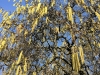 IMG_5587_DxO