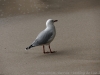 DSC03672_DxO