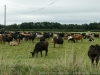DSC03691_DxO