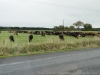 DSC03694_DxO