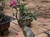 _DSC5616_DxO