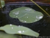46__DSC5660_DxO