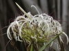 _DSC6540_DxO