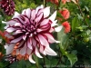IMG_20170924_163356