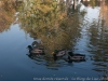 img_9754_dxo
