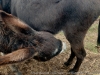 img_0288_dxo-1
