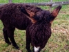 img_0298_dxo-1