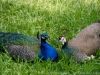 DSC00037DXO2