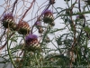 DSC00383DxO_0