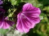 DSC00388DxO_0