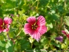 DSC00411DxO_0