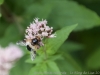DSC00782a