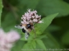 DSC00783a