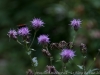 DSC00798a