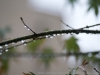 DSC00875_0