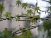 DSC00876