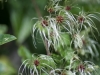 DSC00915
