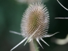 DSC00918