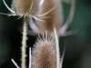 DSC00920_1