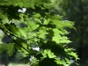 DSC00939