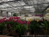 IMG_2658DXO_3