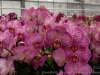 IMG_2662DXO_3