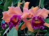 IMG_2680DXO_3
