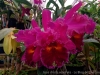 IMG_2681DXO_4