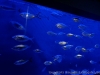 DSC01449DXO_1