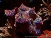 DSC01460DXO_3a