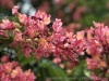 IMG_014632DxO_1
