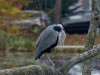 DSC01739a