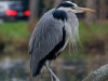 DSC01743a