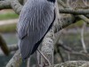 DSC01746a