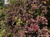 210503_5285dxo1