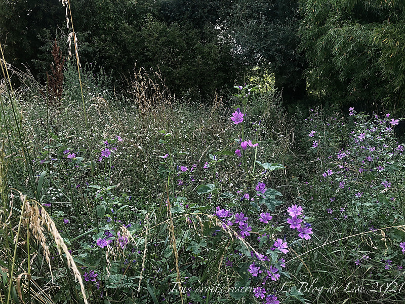210701_6041dxo1