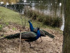 Photo220117_7589dxo1