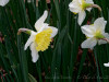 DSC00306dxo1