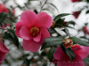 DSC00346dxo1