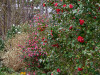 DSC00356dxo1