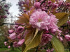 220404_iPhone7976dxo2