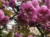 220404_iPhone7979dxo2