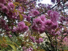 220404_iPhone7982dxo2