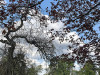 220419_iPhone8127dxo1