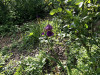 220503_iPhone8351dxo1